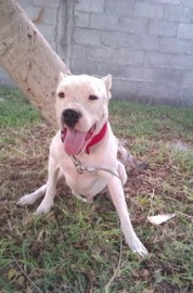 Rocko